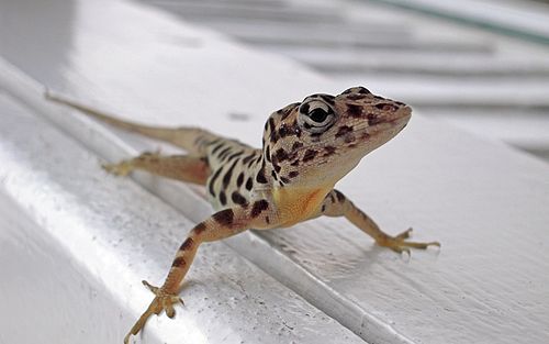 Saban Anole